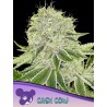 CASH COW · Anesia Seeds · semillas de marihuana · Fem