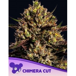 CHIMERA CUT · Anesia Seeds · semi di canapa · Fem