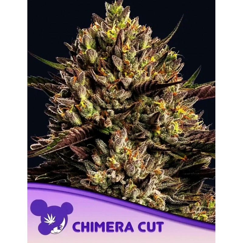 CHIMERA CUT · Anesia Seeds · semillas de marihuana · Fem