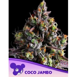 COCO JAMBO · Anesia Seeds · semi di canapa · Fem