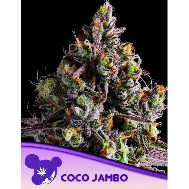 COCO JAMBO · Anesia Seeds · cannabis seeds · Fem