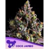 COCO JAMBO · Anesia Seeds · semi di canapa · Fem