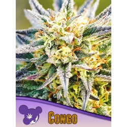 CONGO · Anesia Seeds · semillas de marihuana · Fem
