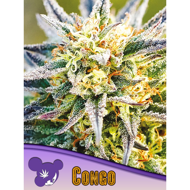 CONGO · Anesia Seeds · semi di canapa · Fem