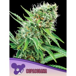 COPACOBANA · Anesia Seeds · semillas de marihuana · Fem