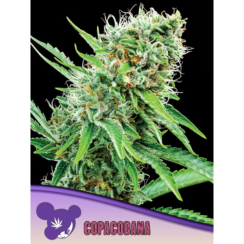 COPACOBANA · Anesia Seeds · cannabis seeds · Fem