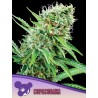 COPACOBANA · Anesia Seeds · semi di canapa · Fem