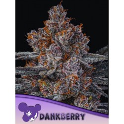 DANKBERRY · Anesia Seeds · cannabis seeds · Fem