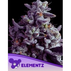 ELEMENTZ · Anesia Seeds · semi di canapa · Fem