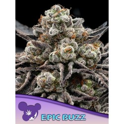 EPIC BUZZ · Anesia Seeds · semillas de marihuana · Fem