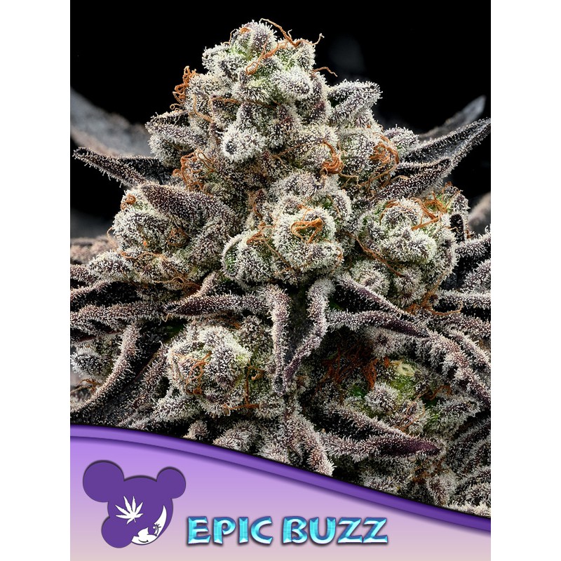Buy Epic Buzz – Feminized Cannabis Seeds | Anesia Seeds