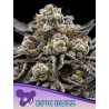 Buy Epic Buzz – Feminized Cannabis Seeds | Anesia Seeds