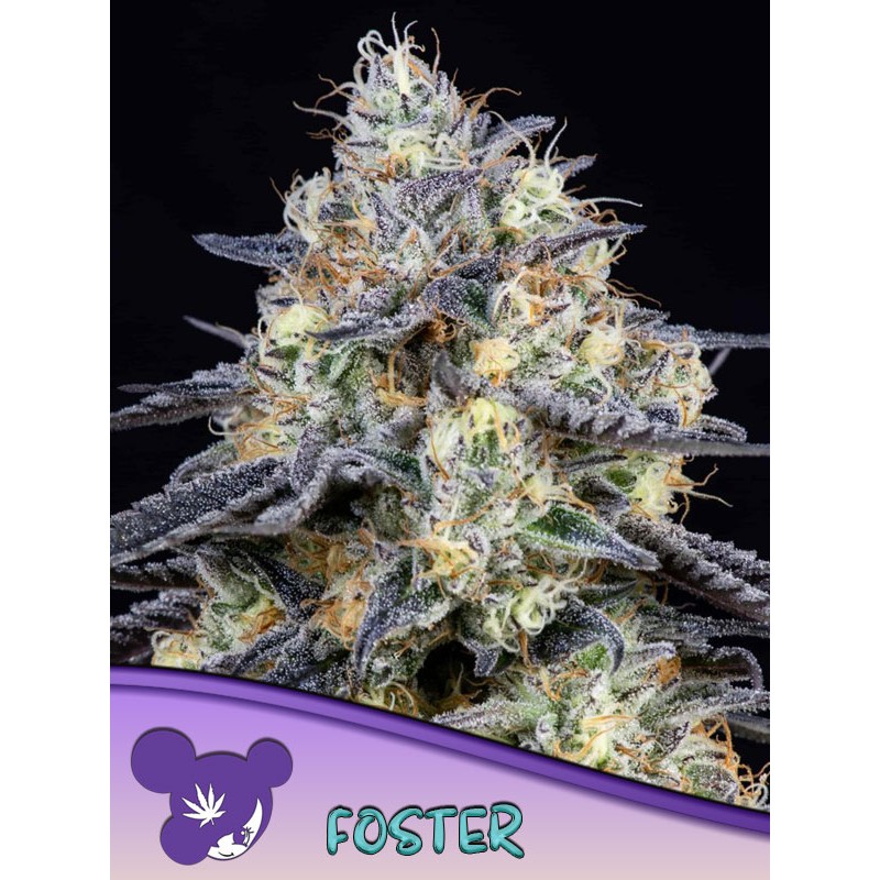 FOSTER· Anesia Seeds · cannabis seeds · Fem