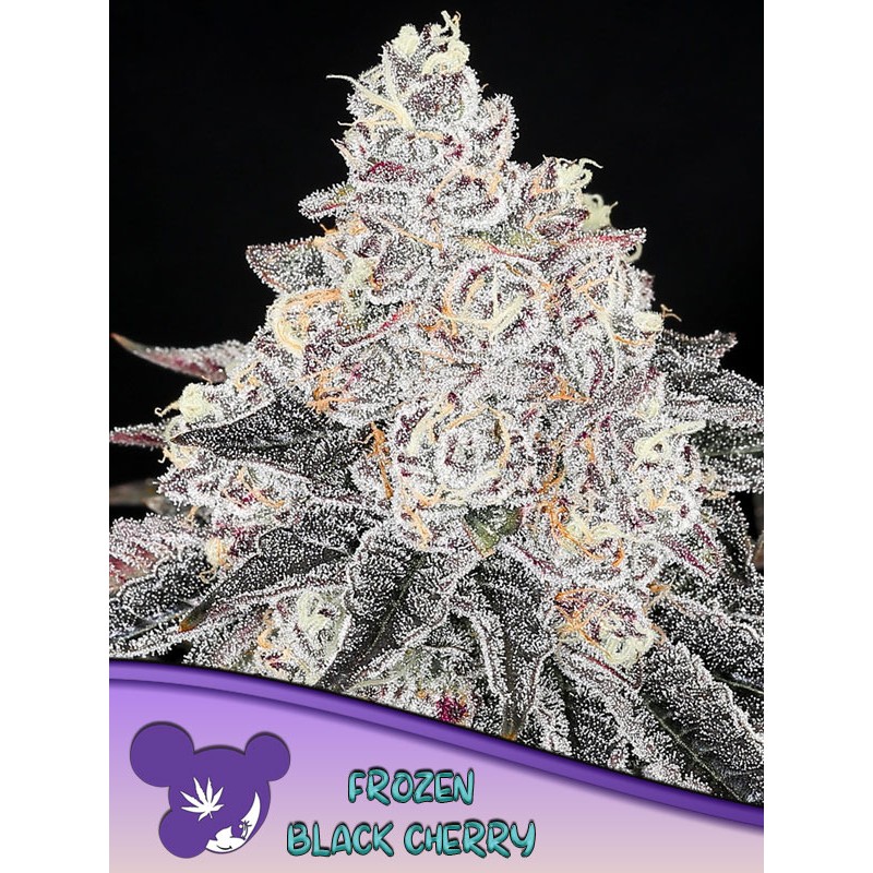 FROZEN BLACK CHERRY · Anesia Seeds · semillas de marihuana · Fem