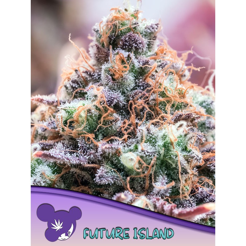 FUTURE ISLAND · Anesia Seeds · semi di canapa · Fem