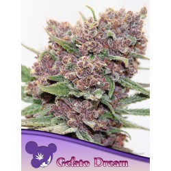 GELATO DREAM · Anesia Seeds · semi di canapa · Fem