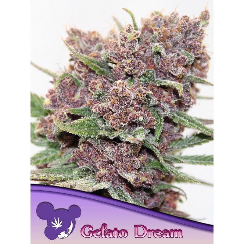 GELATO DREAM · Anesia Seeds · semillas de marihuana · Fem