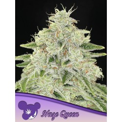 HAZE QUEEN · Anesia Seeds · cannabis seeds · Fem