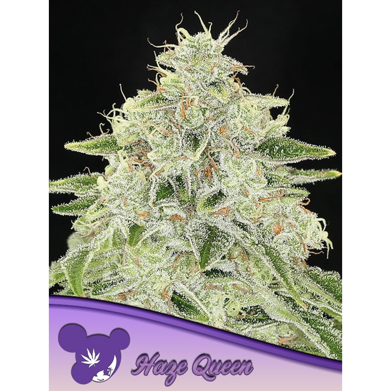HAZE QUEEN · Anesia Seeds · semi di canapa · Fem