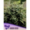 HINDU KUSH · Anesia Seeds · semillas de marihuana · Fem
