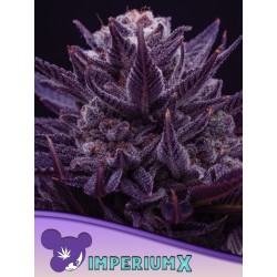 IMPERIUM X · Anesia Seeds · cannabis seeds · Fem