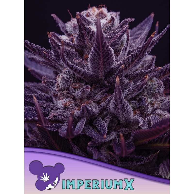 IMPERIUM X  · Anesia Seeds · semi di canapa · Fem