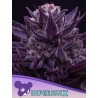 IMPERIUM X · Anesia Seeds · cannabis seeds · Fem