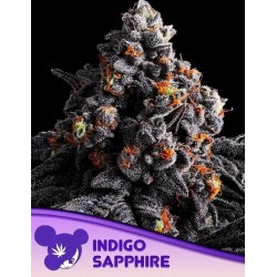 INDIGO SAPPHIRE· Anesia Seeds · cannabis seeds · Fem