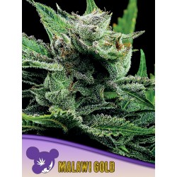 MALAWI GOLD · Anesia Seeds · semillas de marihuana · Fem