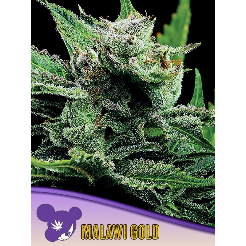 MALAWI GOLD · Anesia Seeds · semi di canapa · Fem