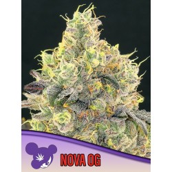 NOVA OG · Anesia Seeds · cannabis seeds · Fem