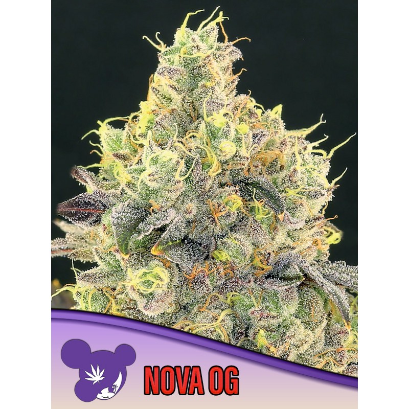 NOVA OG · Anesia Seeds · semi di canapa · Fem