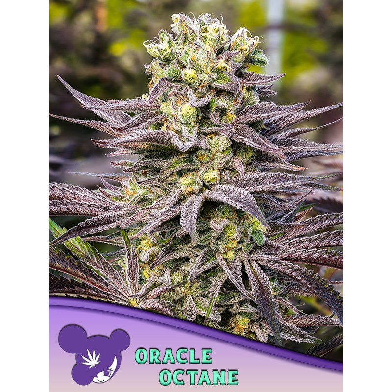 ORACLE OCTANE · Anesia Seeds · semillas de marihuana · Fem
