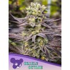 ORACLE OCTANE · Anesia Seeds · semi di canapa · Fem