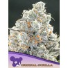 ORIGINAL GORILLA 4 · Anesia Seeds · semillas de marihuana · Fem