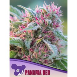 PANAMA RED· Anesia Seeds · cannabis seeds · Fem