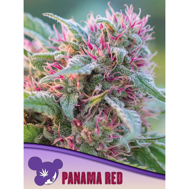 PANAMA RED · Anesia Seeds · semi di canapa · Fem