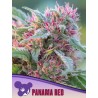 PANAMA RED· Anesia Seeds · cannabis seeds · Fem