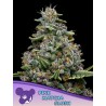 PINK MATCHA SLUSH · Anesia Seeds · semillas de marihuana · Fem
