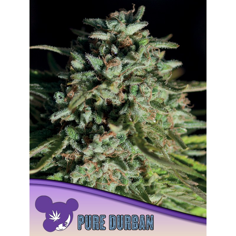 PURE DURBAN · Anesia Seeds · semi di canapa · Fem