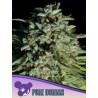 PURE DURBAN · Anesia Seeds · semi di canapa · Fem