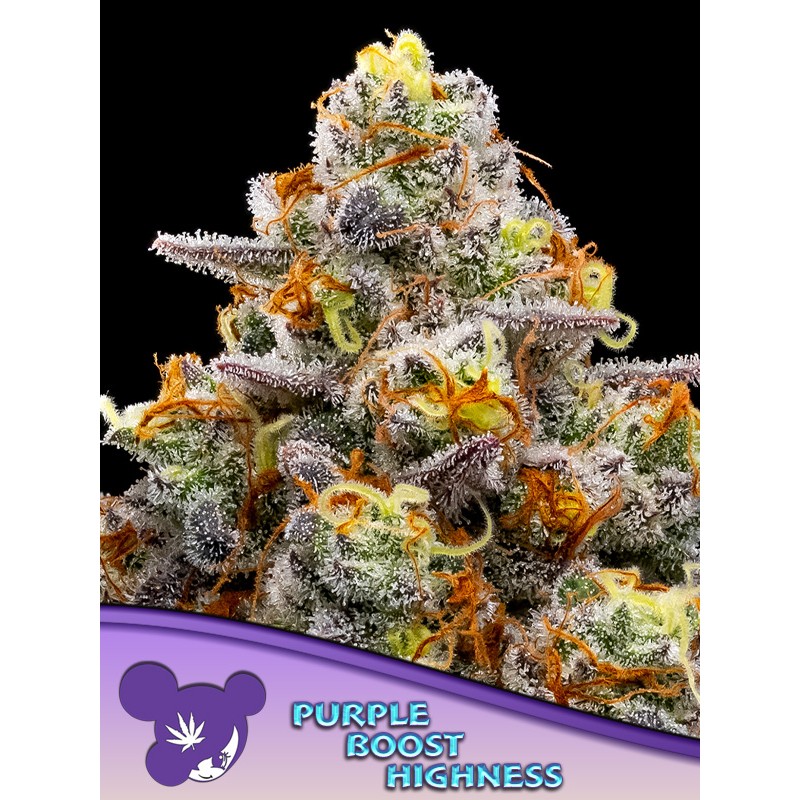 PURPLE BOOST HIGHNESS · Anesia Seeds · cannabis seeds · Fem