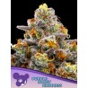 PURPLE BOOST HIGHNESS · Anesia Seeds · semillas de marihuana · Fem