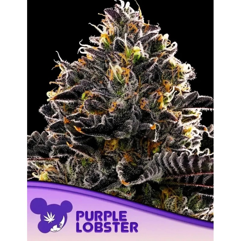 PURPLE LOBSTER · Anesia Seeds · semi di canapa · Fem