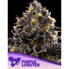 PURPLE LOBSTER · Anesia Seeds · semi di canapa · Fem