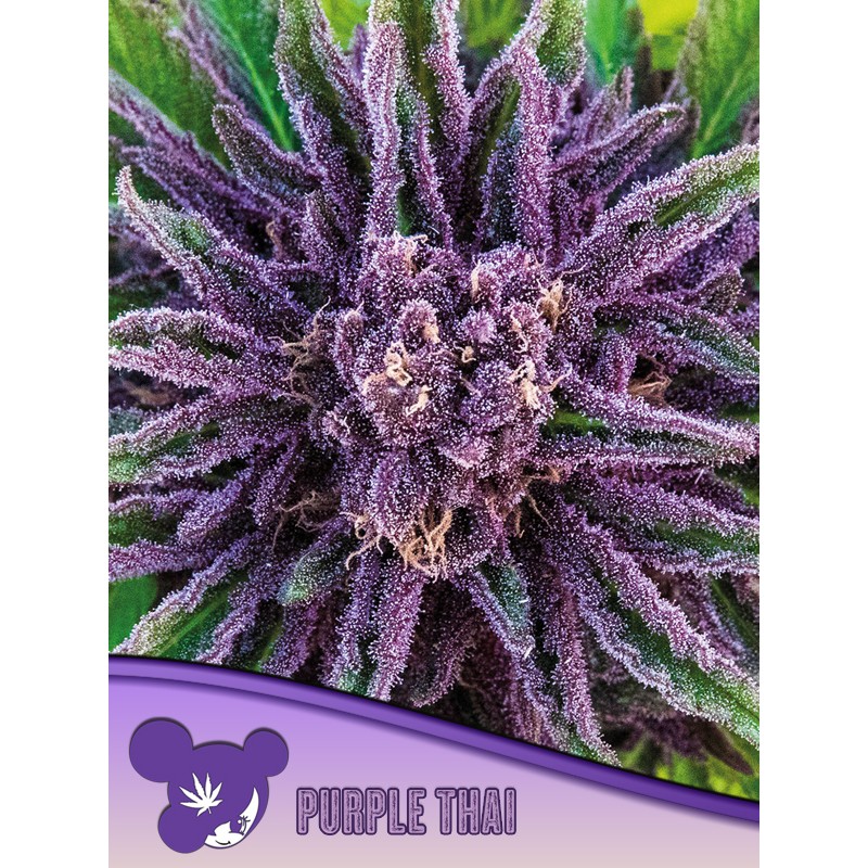 PURPLE THAI  · Anesia Seeds · semi di canapa · Fem
