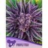 PURPLE THAI · Anesia Seeds · semillas de marihuana · Fem