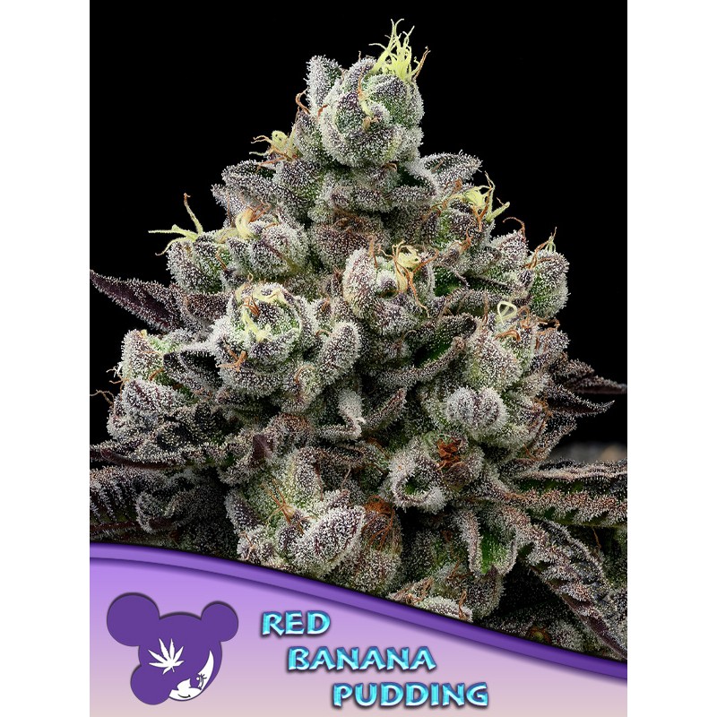 RED BANANA PUDDING · Anesia Seeds · cannabis seeds · Fem