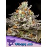 SLEEPY JOE · Anesia Seeds · cannabis seeds · Fem