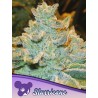 SLURRICANE · Anesia Seeds · cannabis seeds · Fem